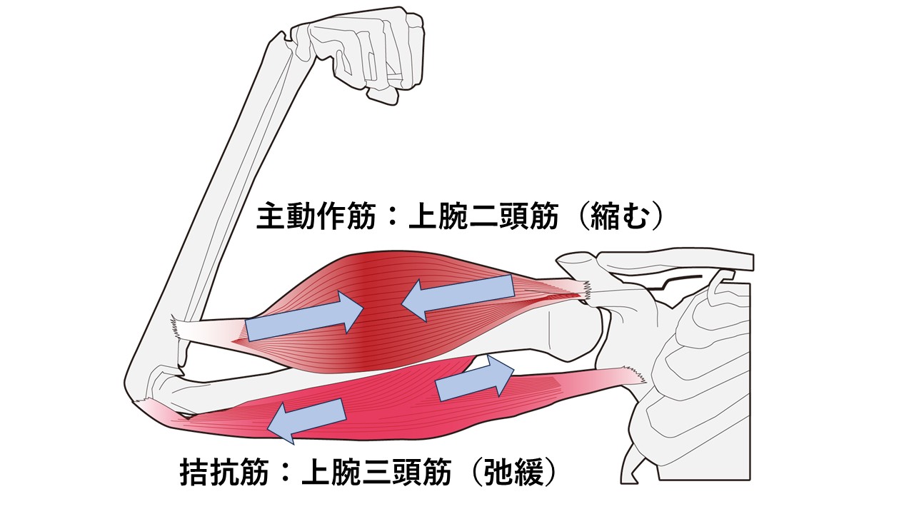 コラム】相反抑制の効果とリハビリへの応用 | エール神経リハビリ