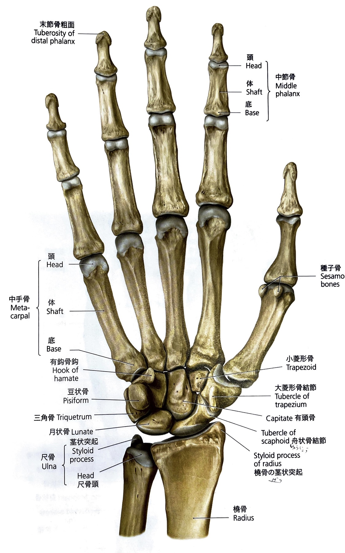 コラム】手の構造について① | エール神経リハビリセンター 伏見