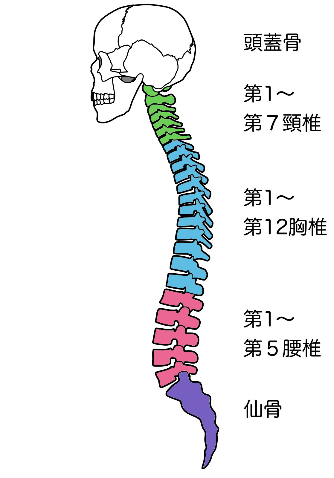 コラム】（京都自費リハビリの理学療法士が教える）脊髄損傷のASIA分類